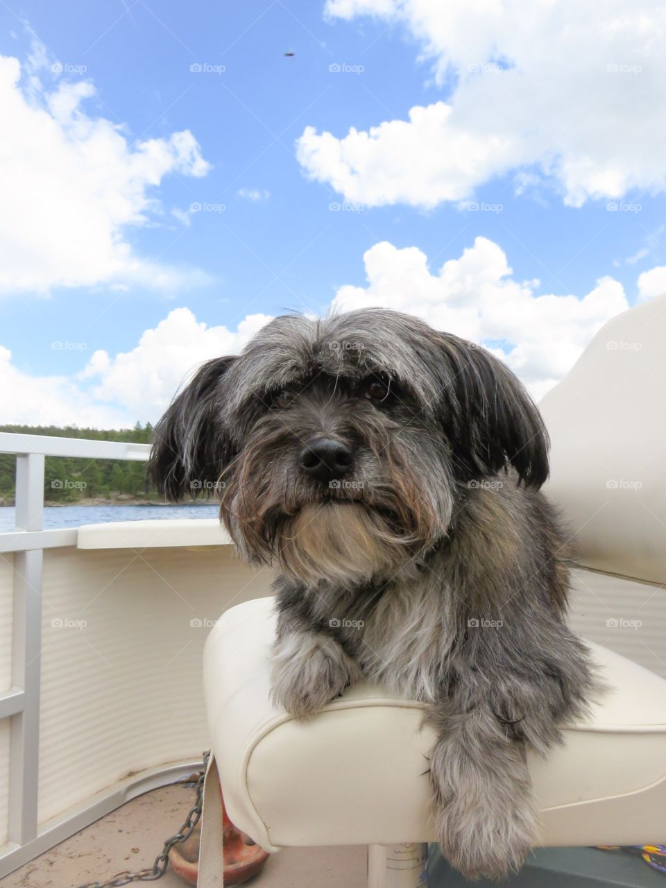 Sailing dog