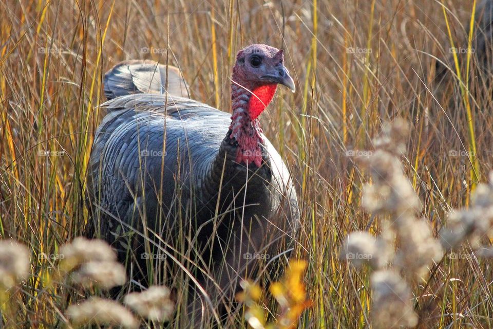 Wild turkey 