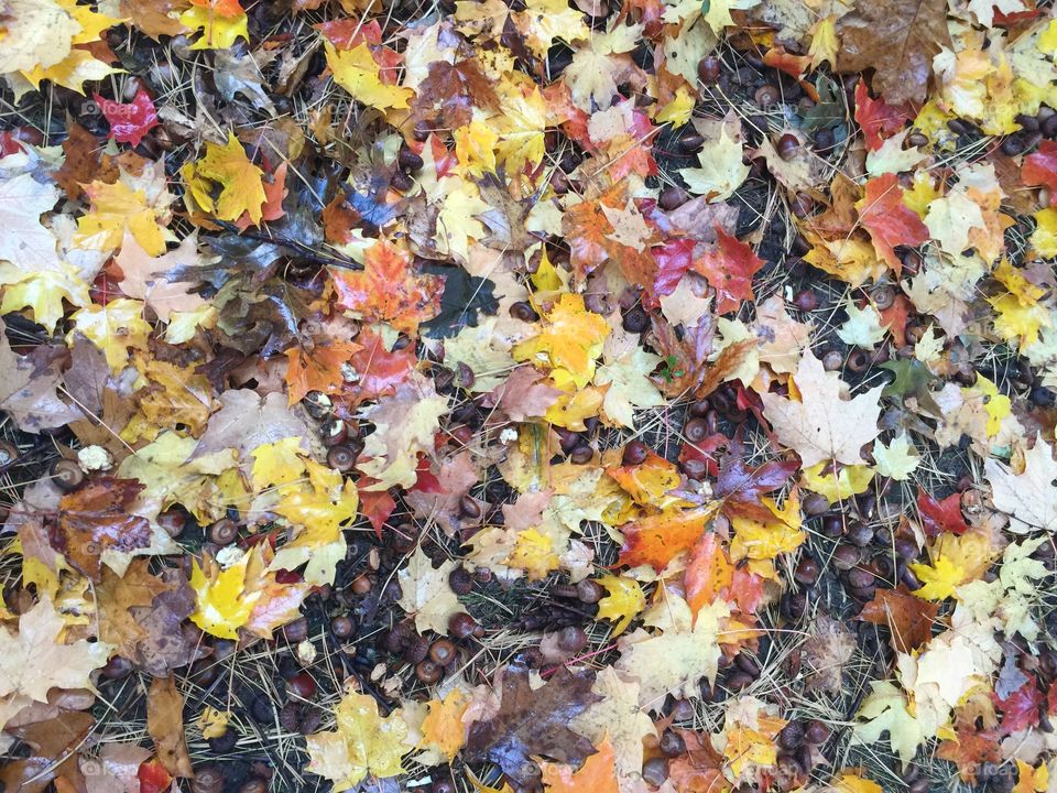 Fall, Leaf, Maple, Season, Color