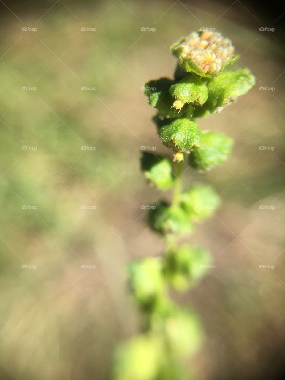 Grass seed closeup