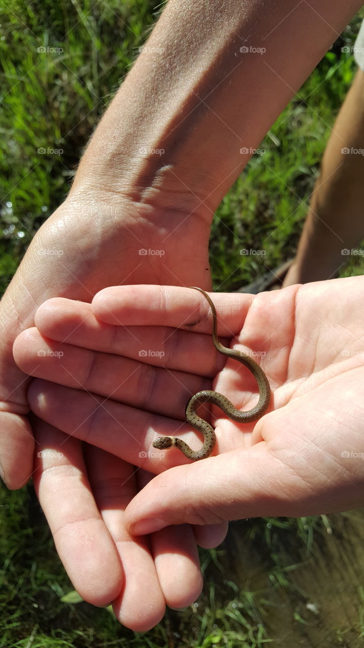 baby snake in hands