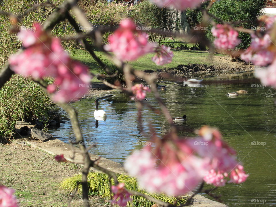 Blossom with pond and ducks in the background photo taken at cologne zoo in germany