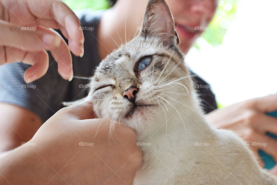 Cat receiving affection
