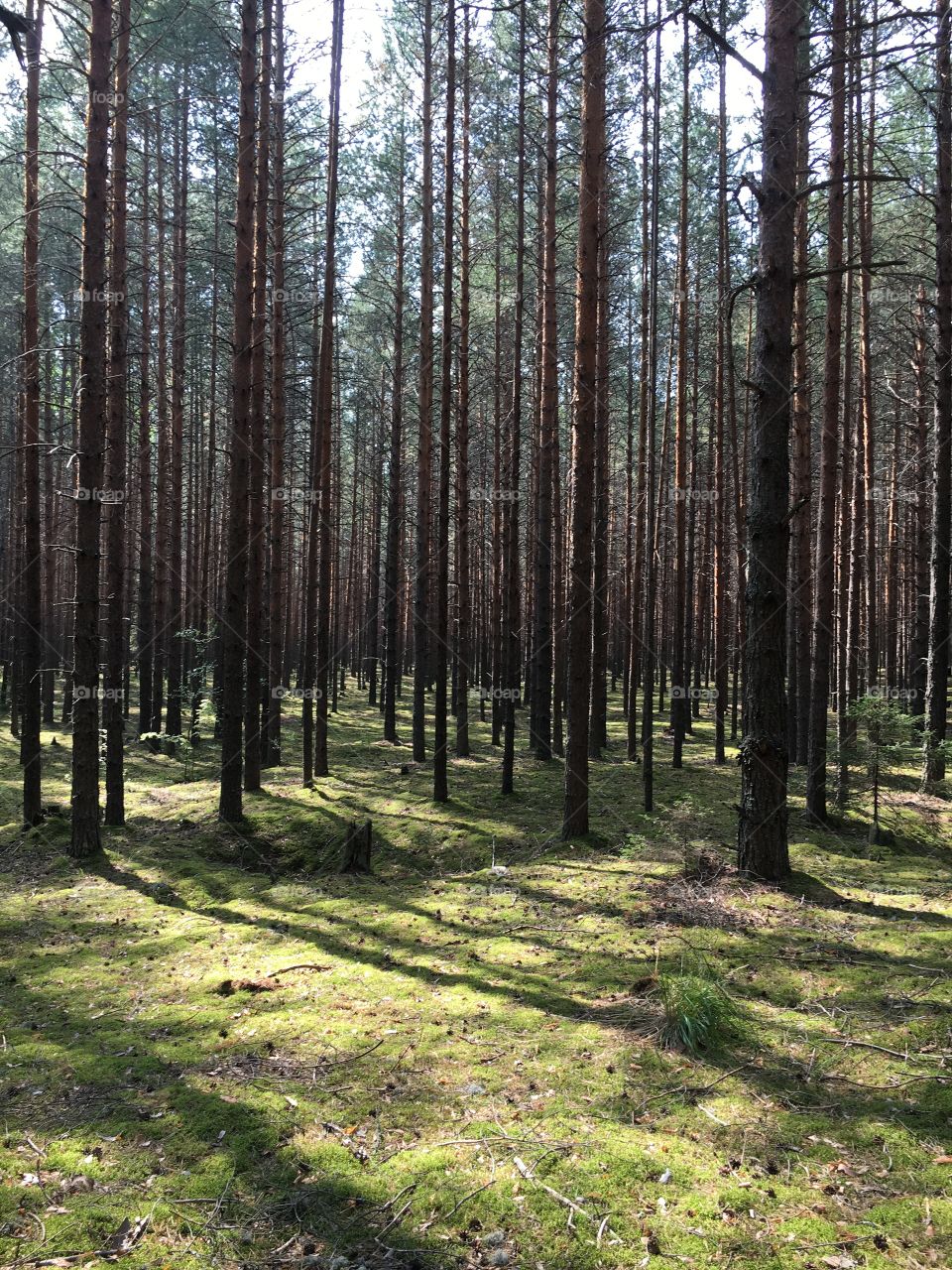 Wood, Tree, Nature, Landscape, No Person