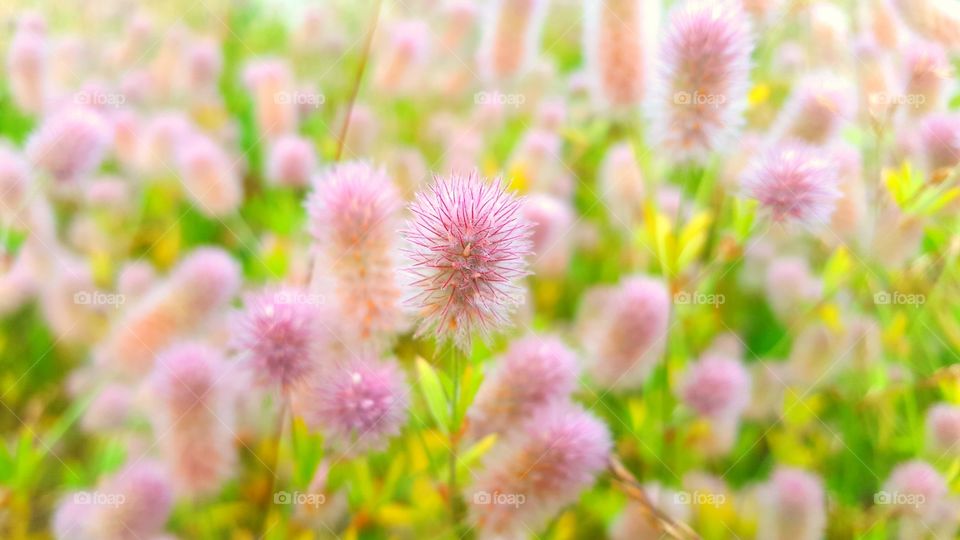 Pink fluffy flowers growing on meadow
