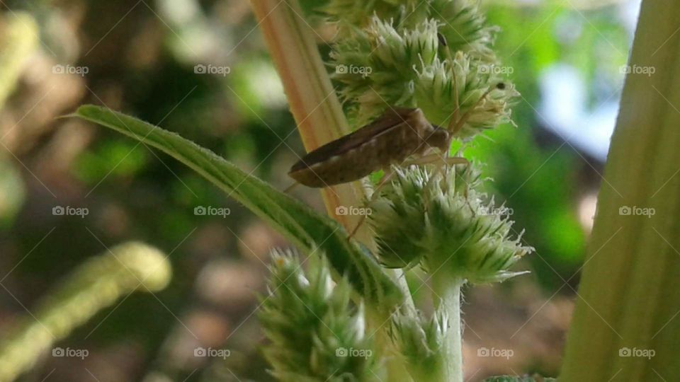 insects on green vegetable trees
