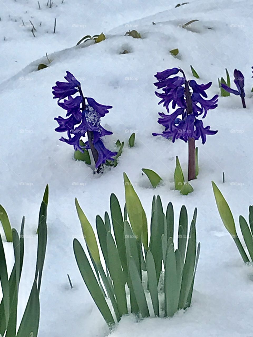 Spring Snow 