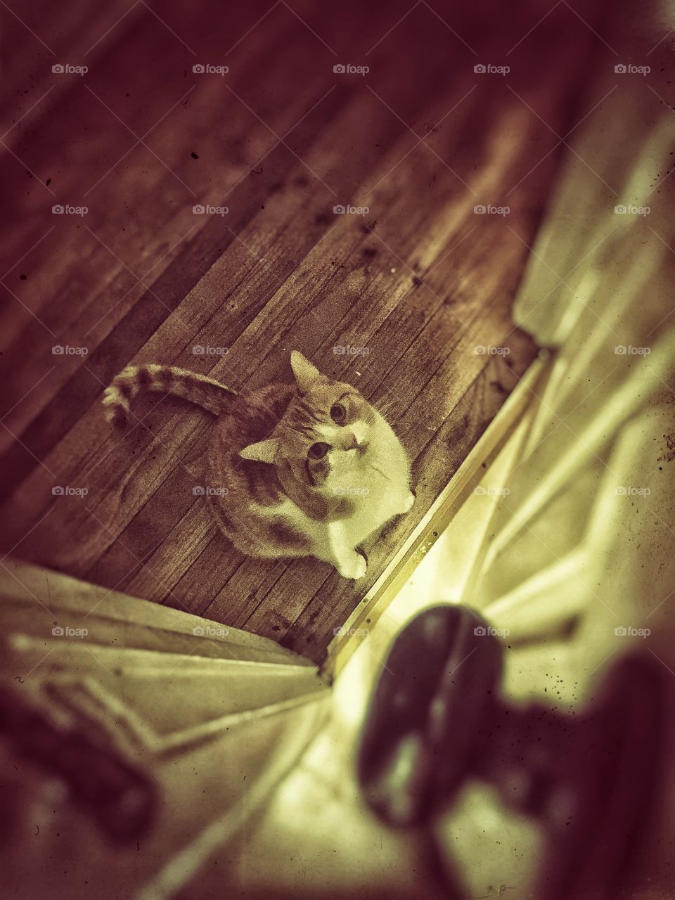 Curious orange kitty Gilbert