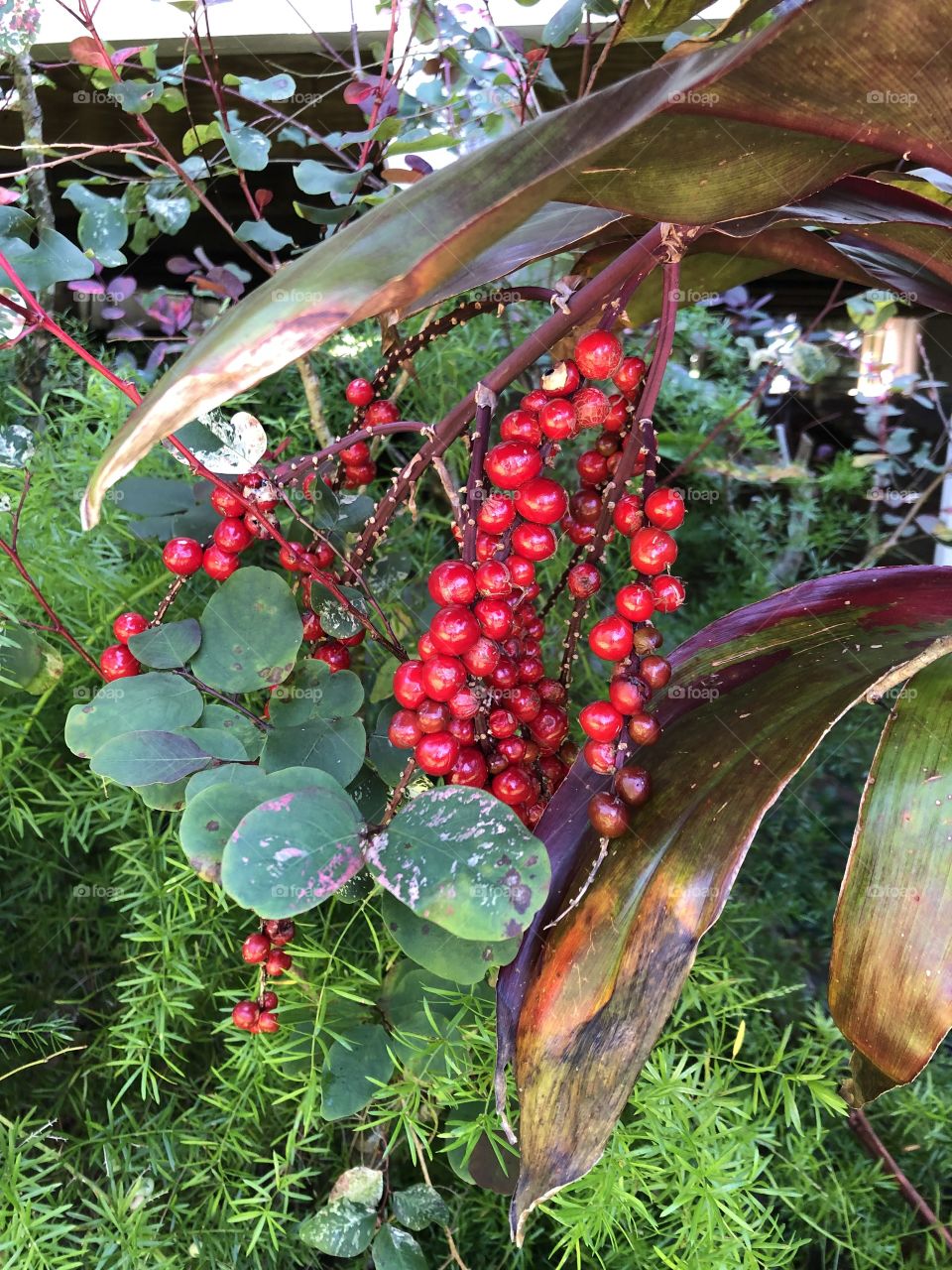 Hawaiian berries