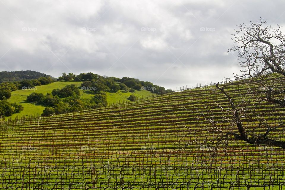 SPRINGTIME IN SONOMA. II