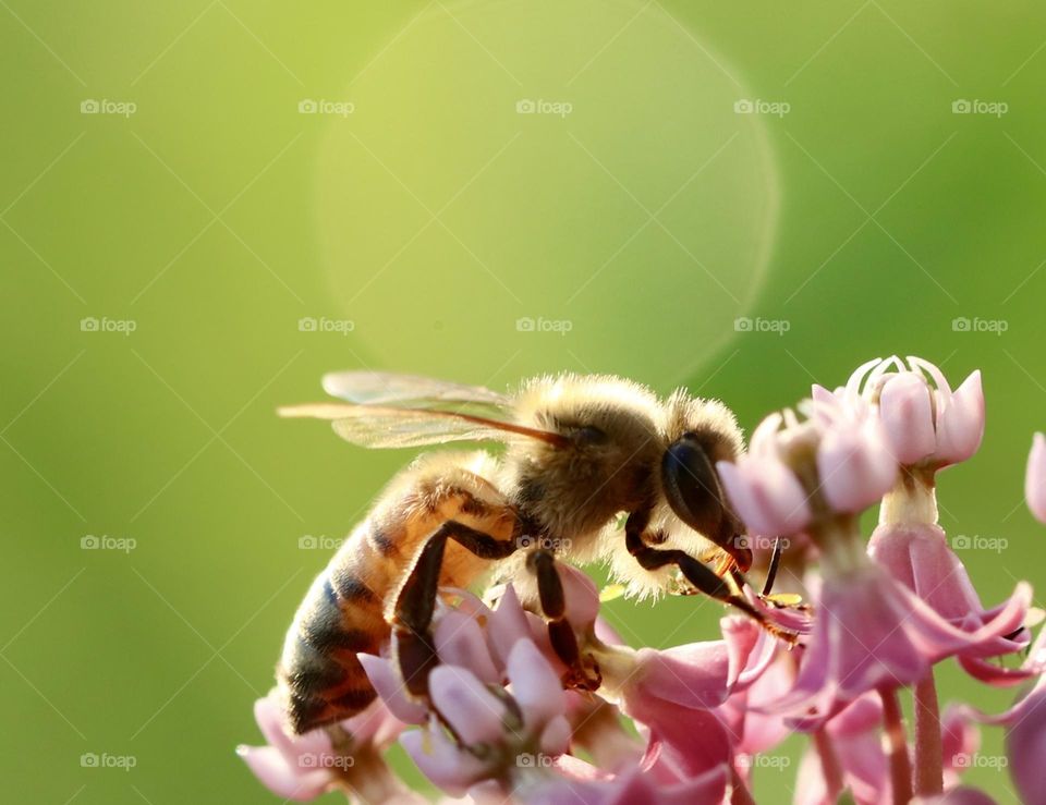 Honeybee on milkweed with backlighting, summertime 