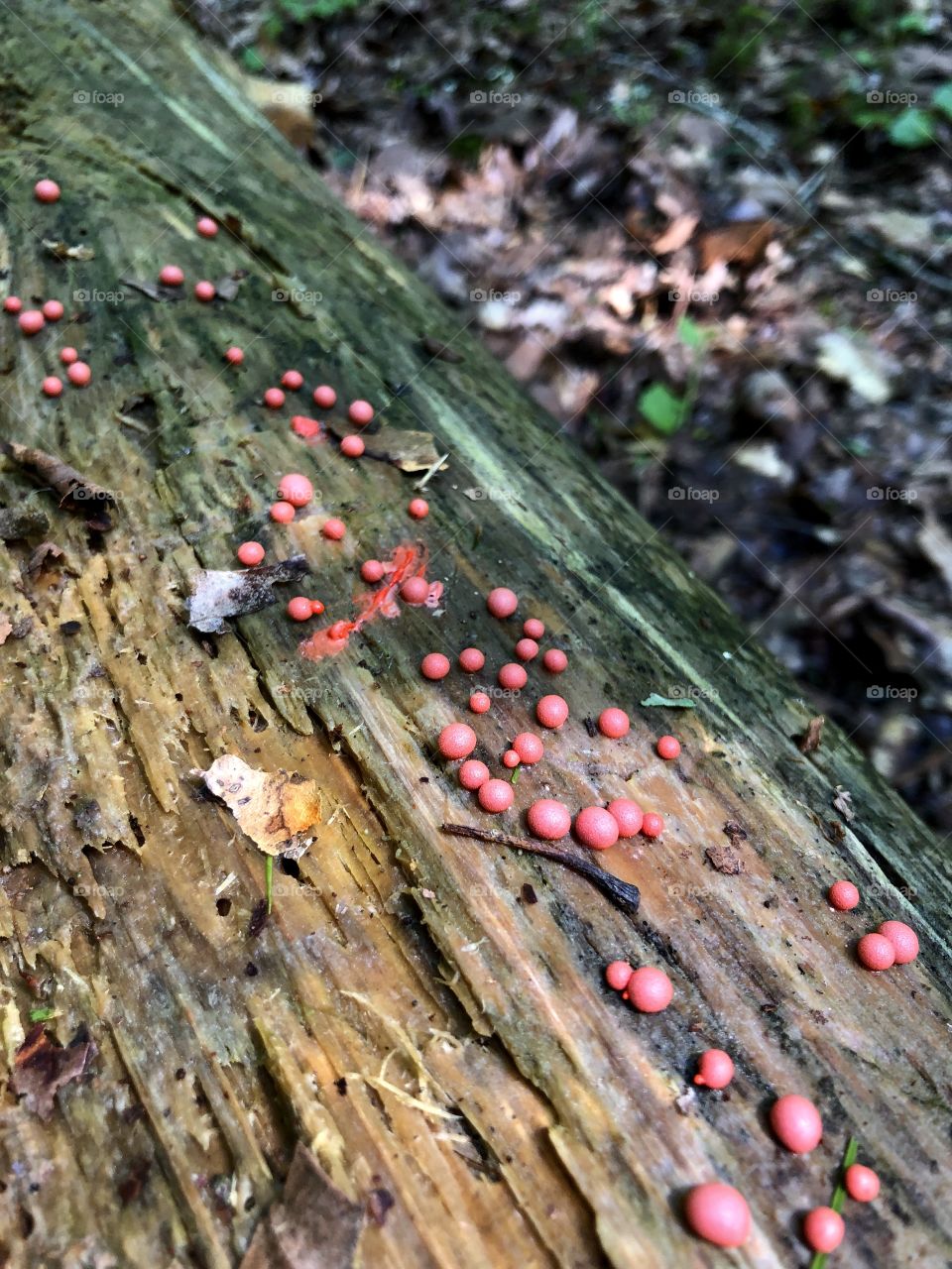 Wet season and unusual fungi 