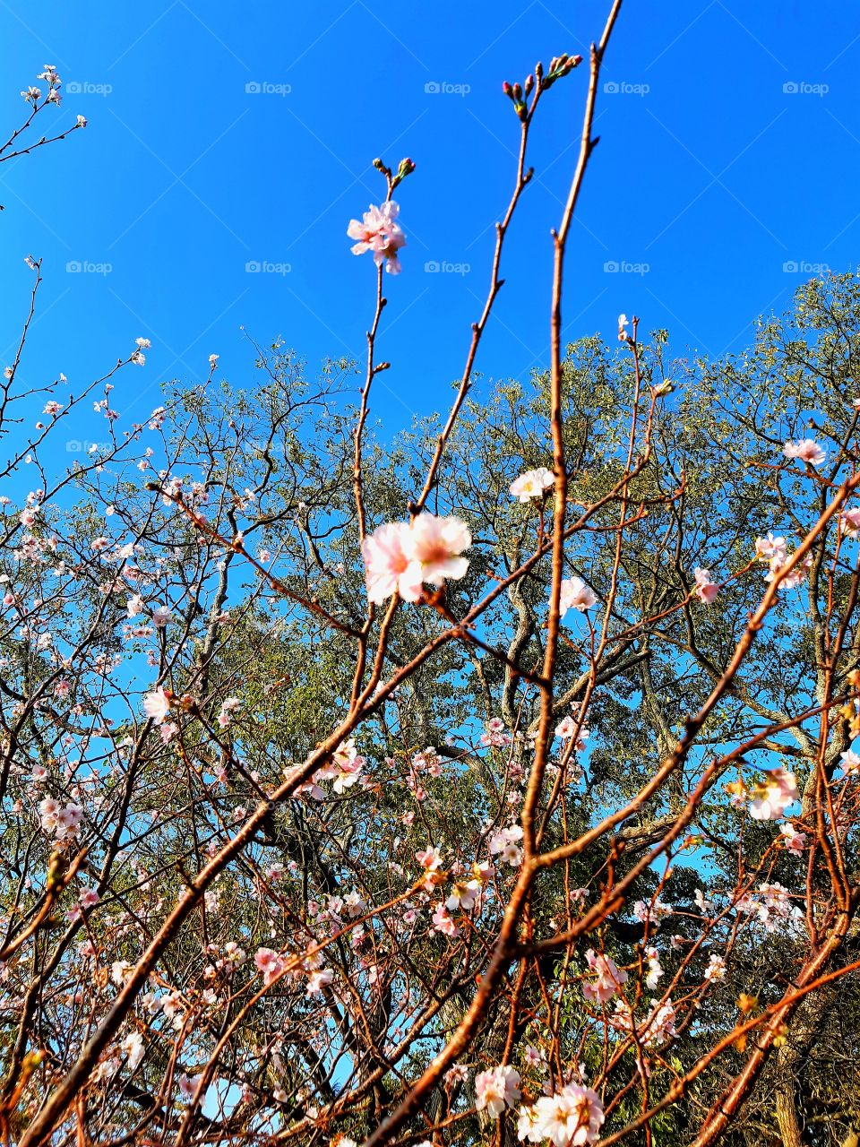 cherry blossom with beautiful sky