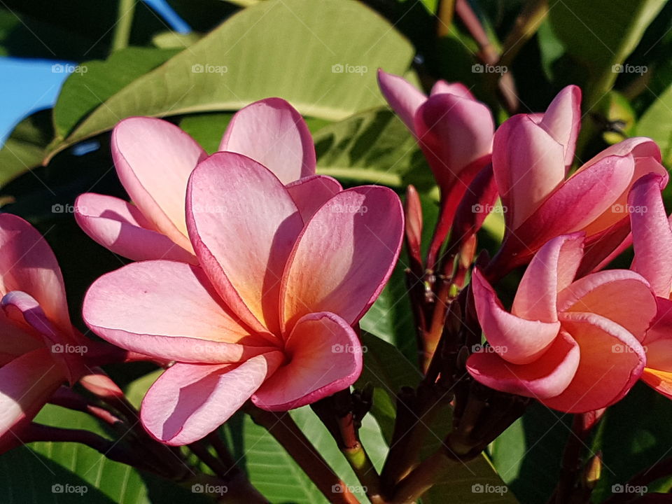 pink frangipani