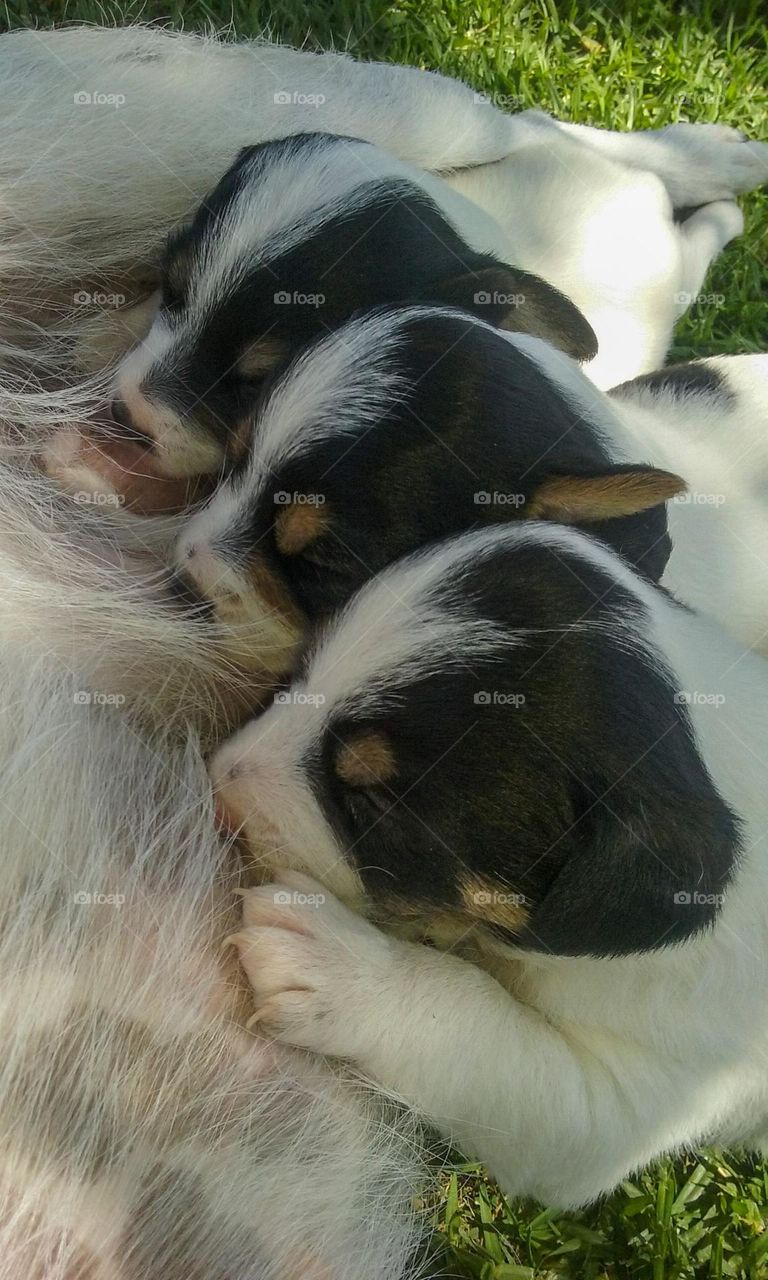 From the ground looking up Pups having a Drink from there mum