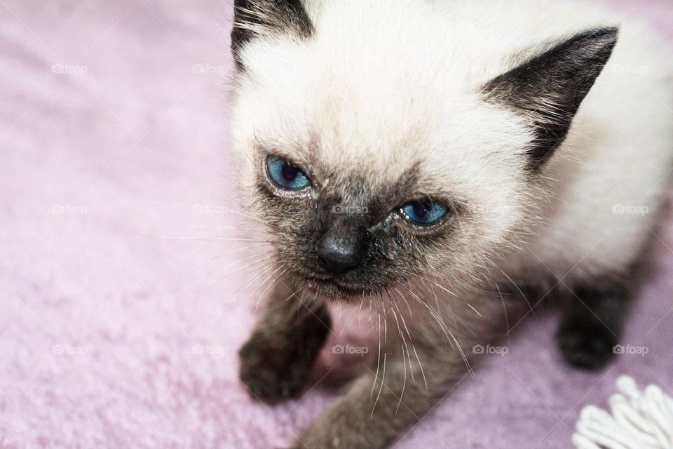 intimidating look of the small angry kitten