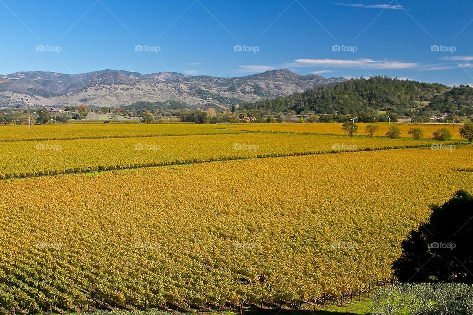 Harvest vineyards