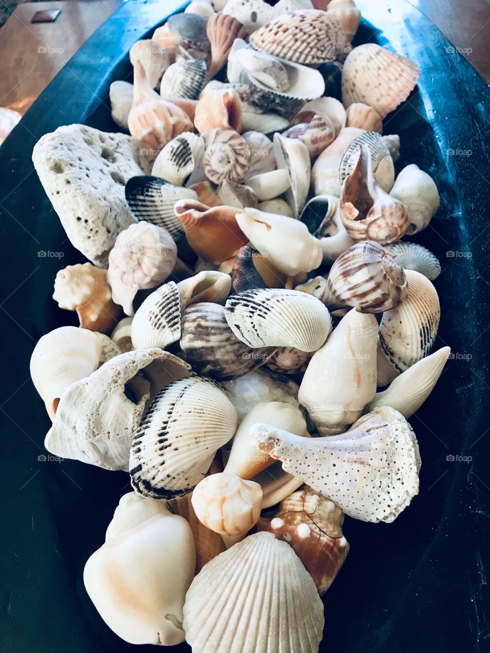 Bowl os shells