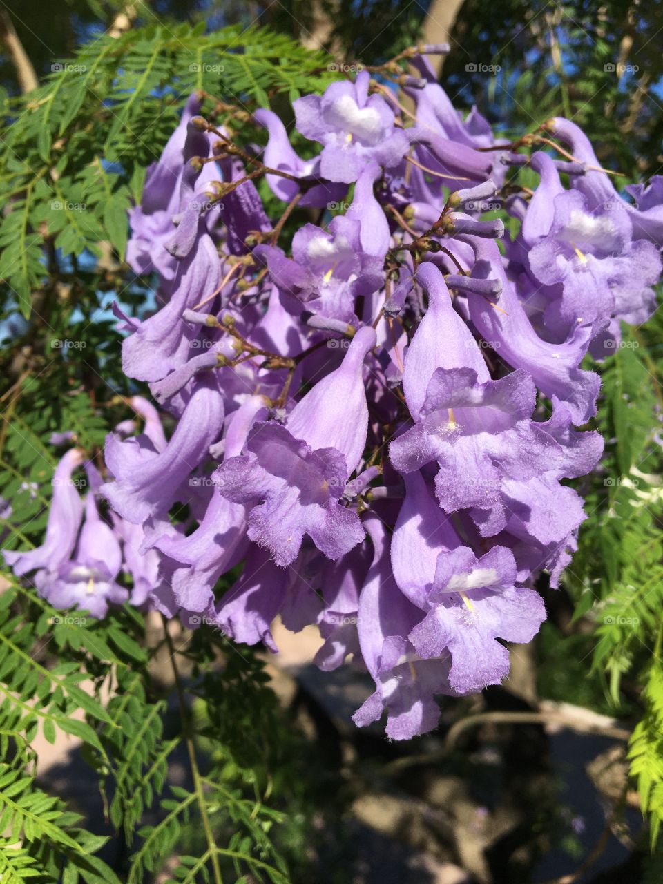 Jacaranda flower