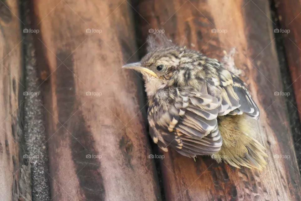 Vogelküken