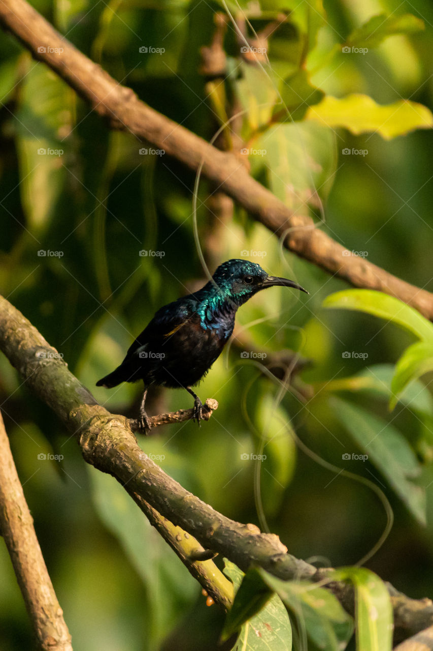 The purple sunbird is a small sunbird. Like other sunbirds they feed mainly on nectar, although they will also take insects, especially when feeding young. They have a fast and direct flight and can take nectar by hovering like a hummingbird.