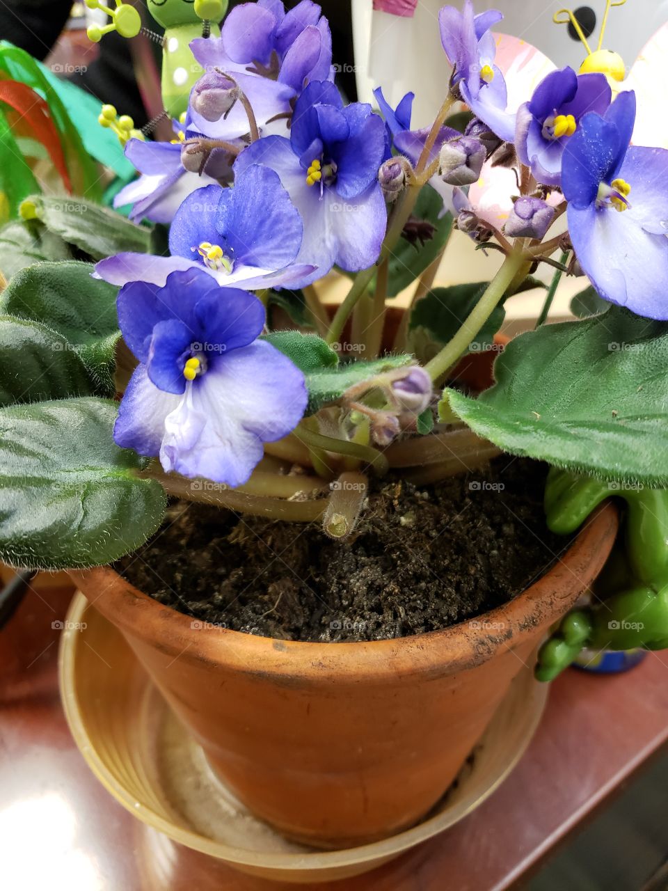 African violet