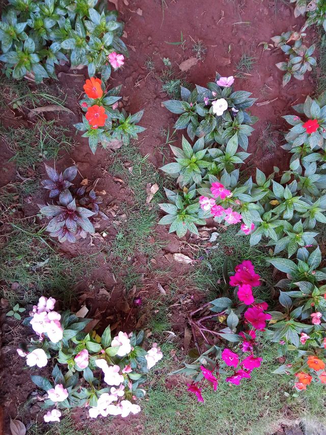 flowers