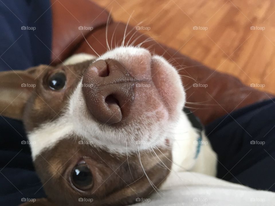 Curiosity eyes sweet and lovable always wondering. these eyes say so much, tell all