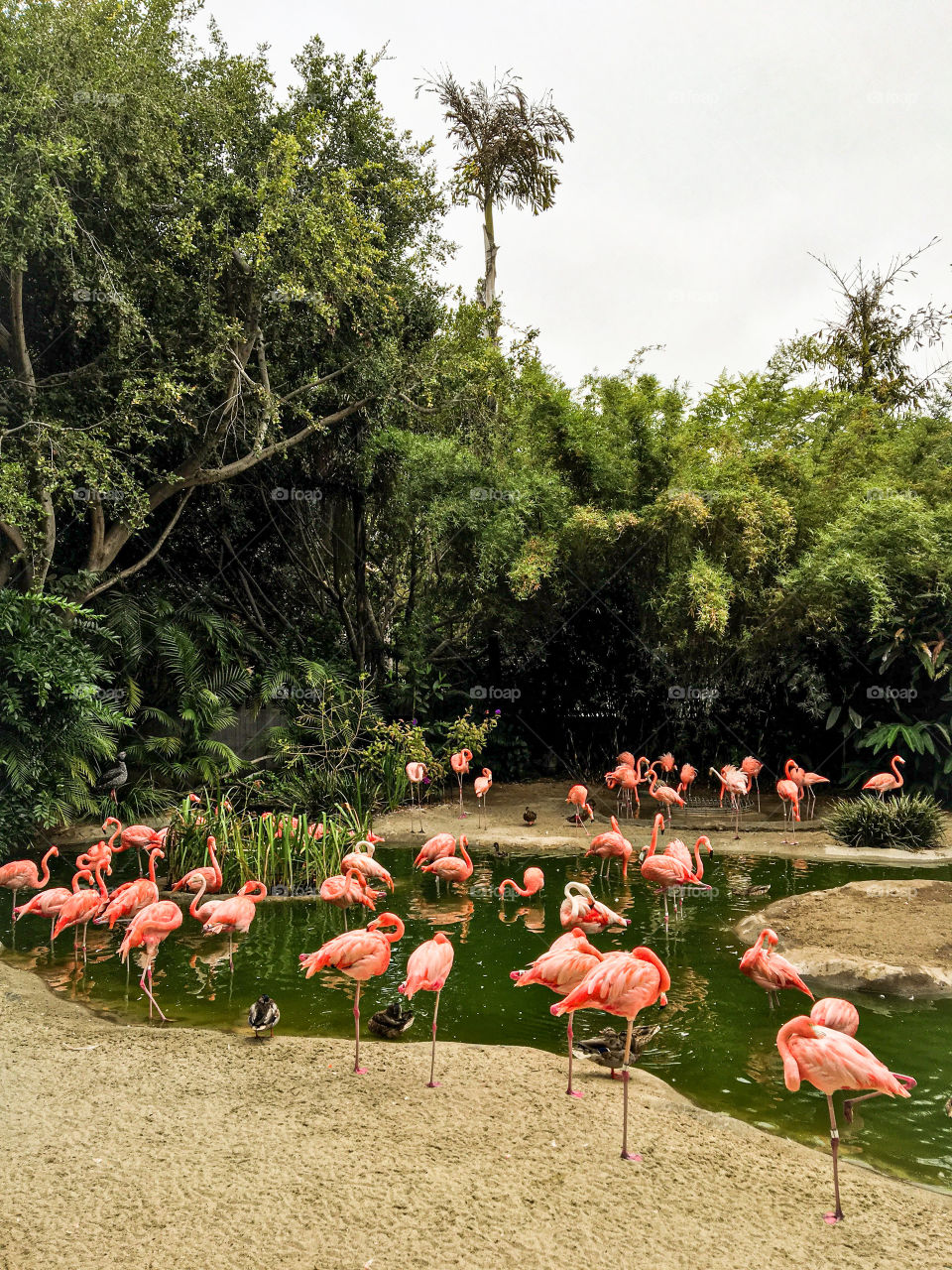 Bright pink flamingos hang out near a water hole at the San Diego Zoo in California. 