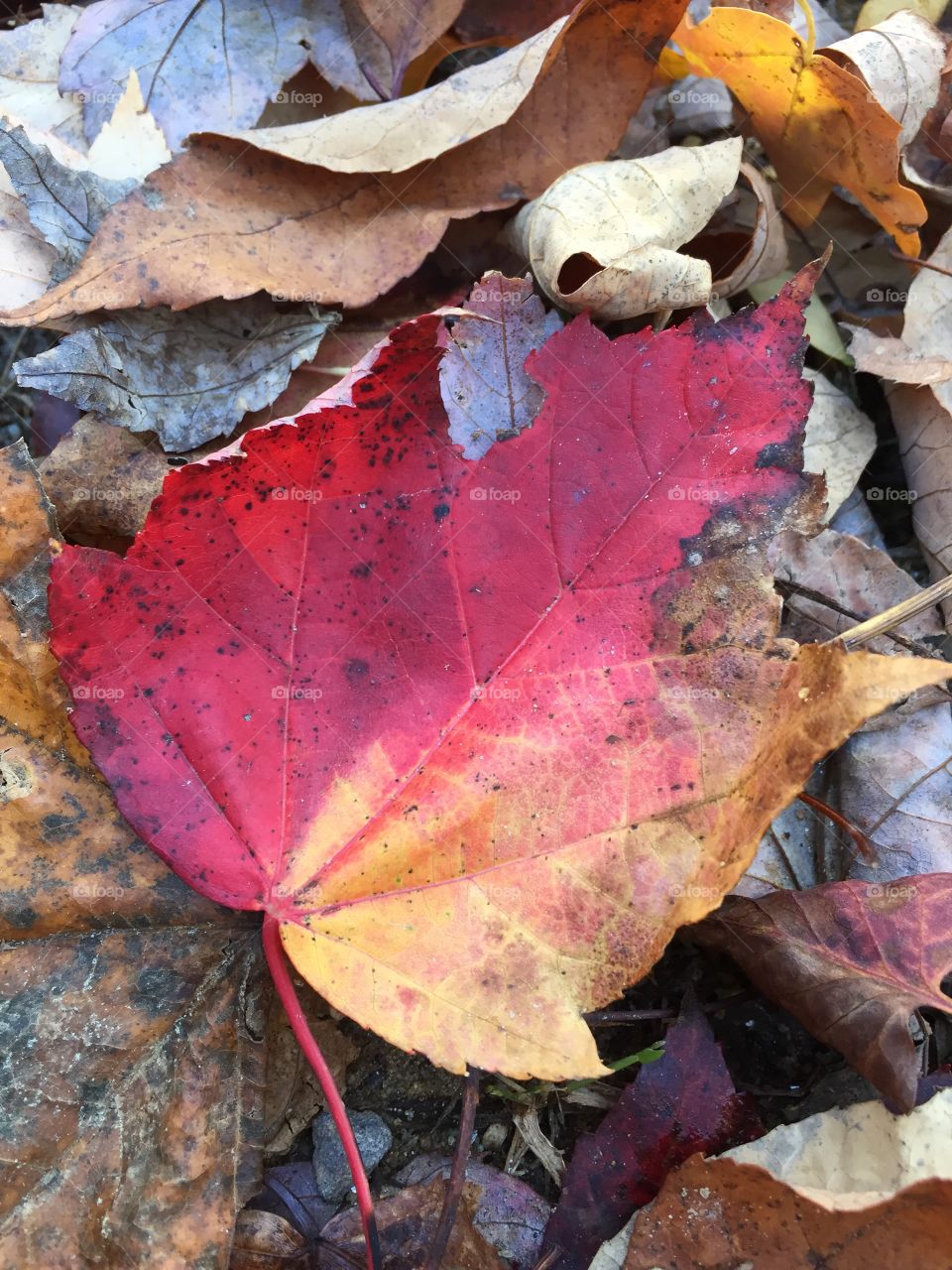 Two tone fall leaf