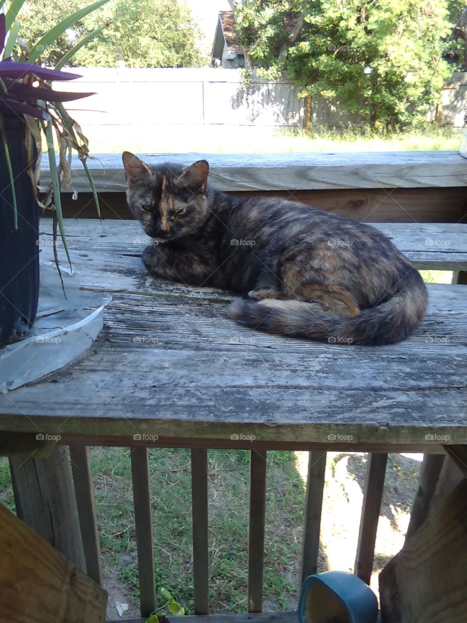 Calico Kitten Relaxing