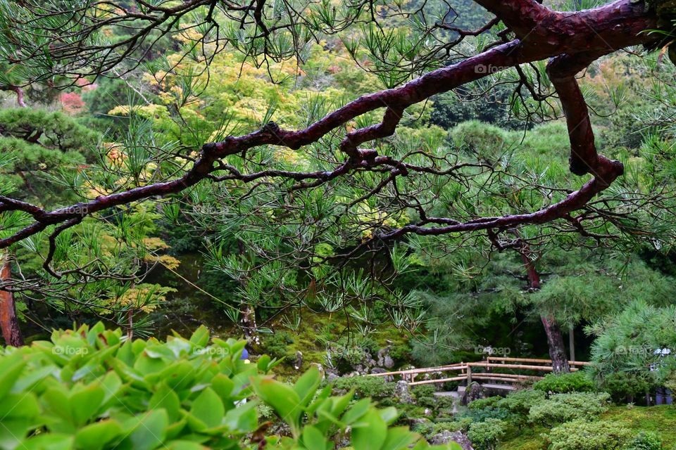 Japanese garden