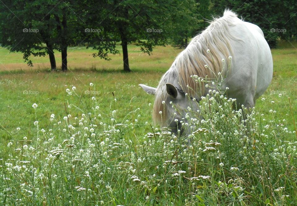 Grass, Nature, Summer, Outdoors, Hayfield