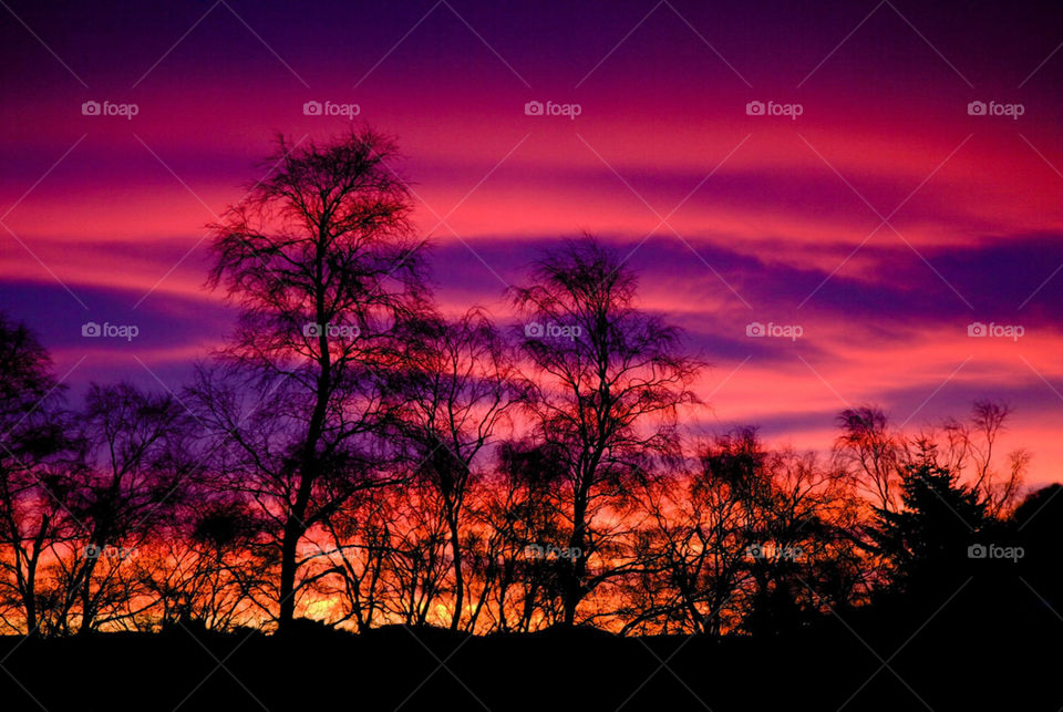 Silhouette of a trees