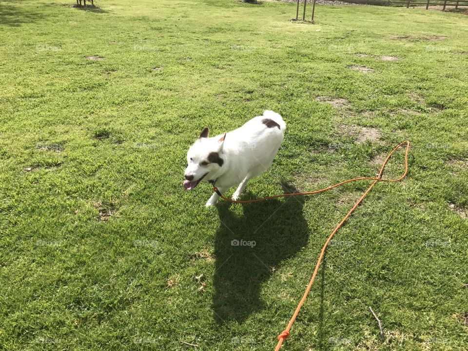 White dog happily running through field. 