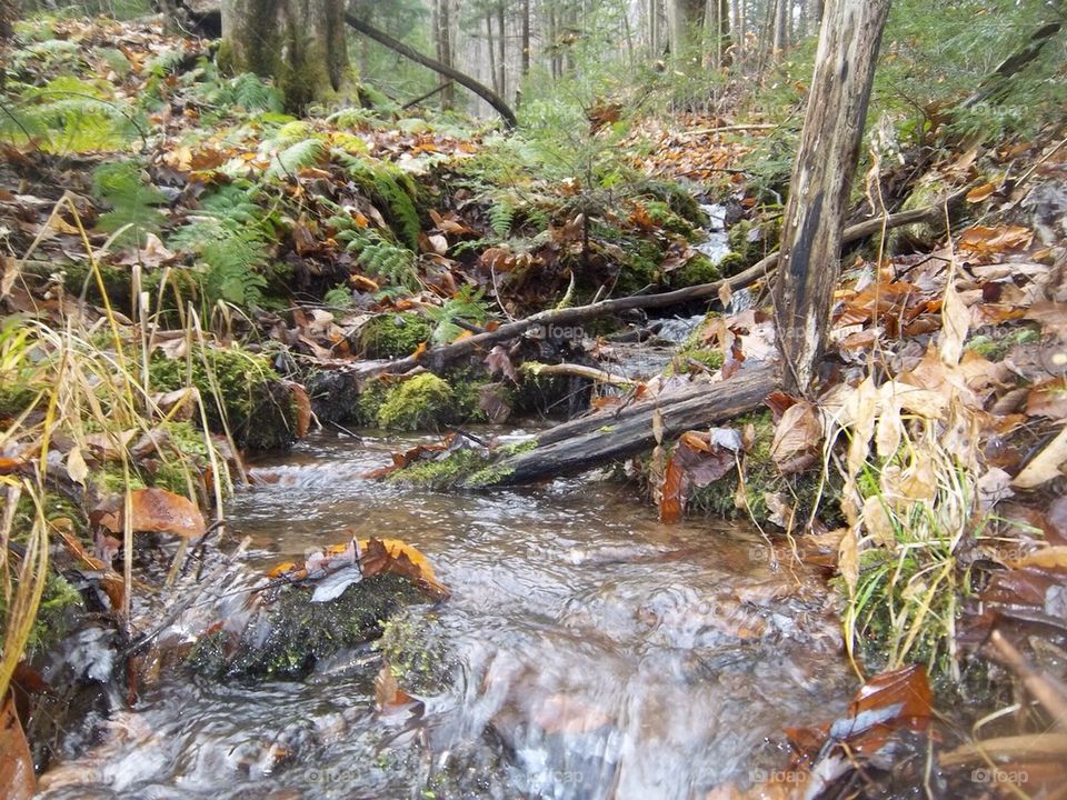 Quiet mountain stream