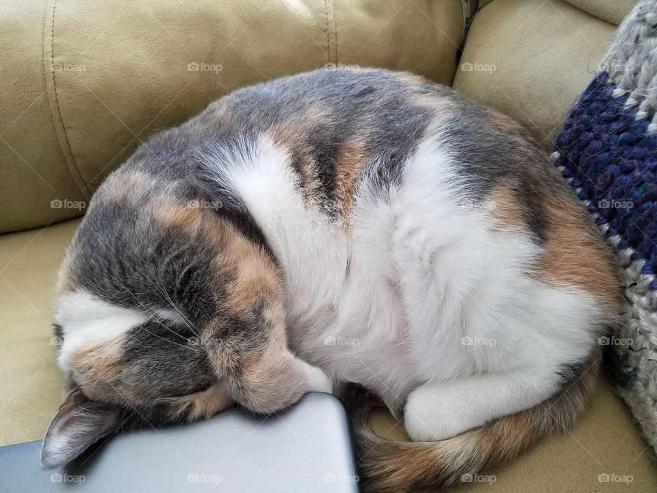 Fluffy, Sleeping  Hepburn