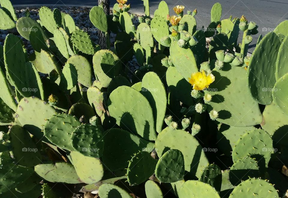 Texan Cactus
