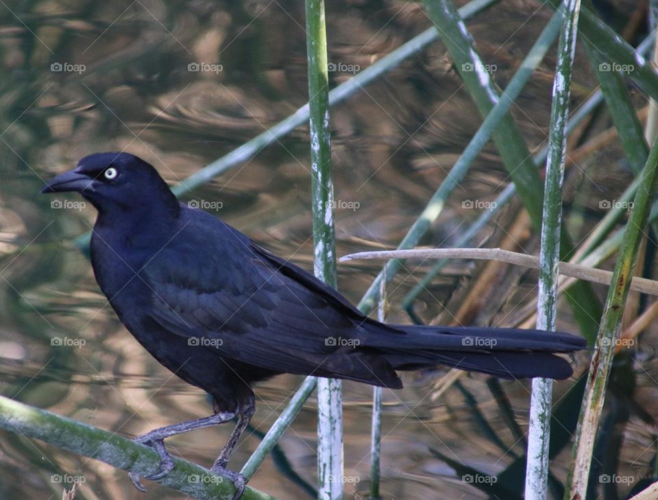 Grackle in the Reeds