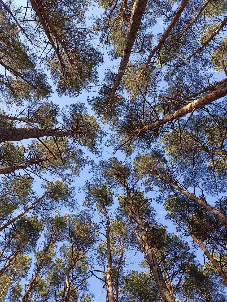 forest pines trees blue sky background view from the ground