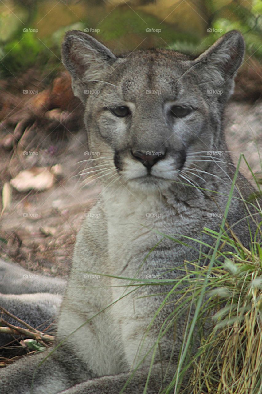Another amazing picture of Florida Panther in the wilderness. 
