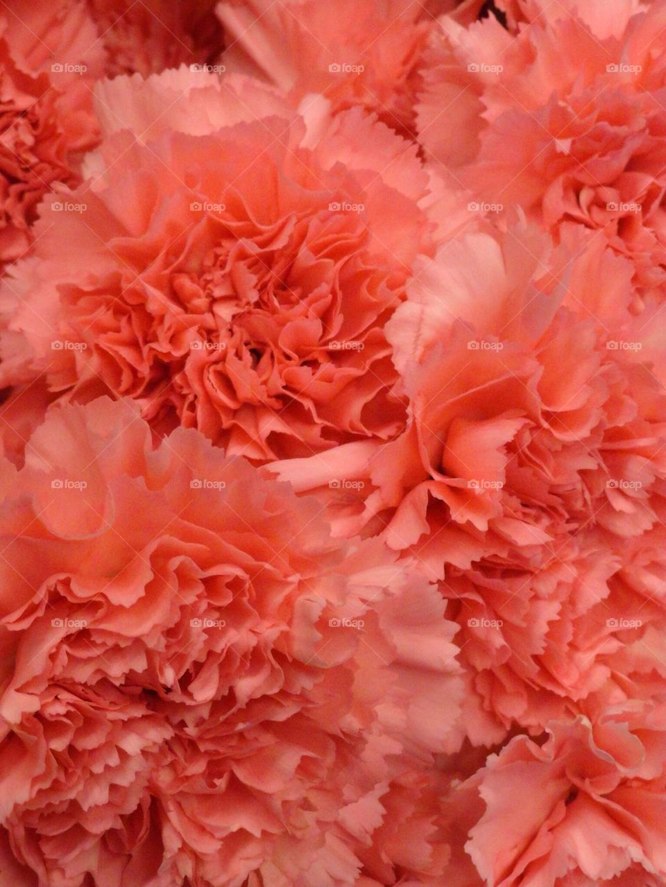 Pink carnations 