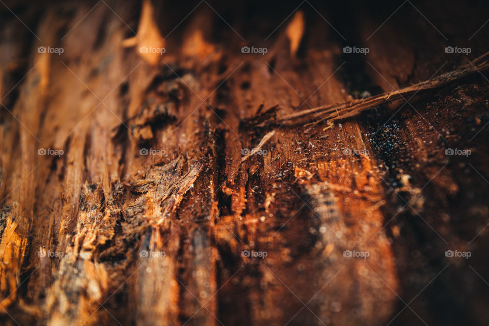 Firewood