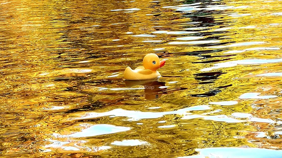 Rubber River Duck