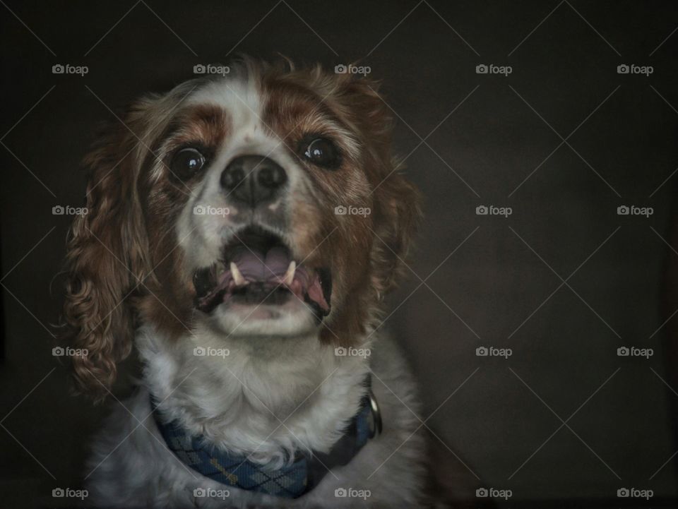 Cavalier King Charles Spaniel