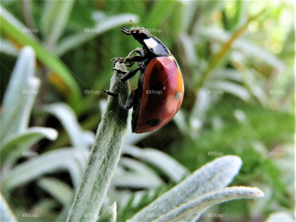 ladybug insect grass