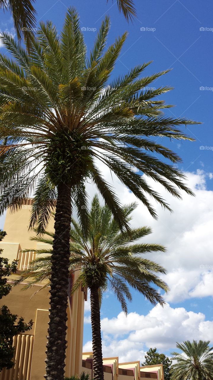 Florida Palm Tree Skyline. Vacation in Orlando