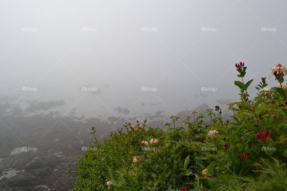 Landscape, Fog, Nature, Tree, Flower