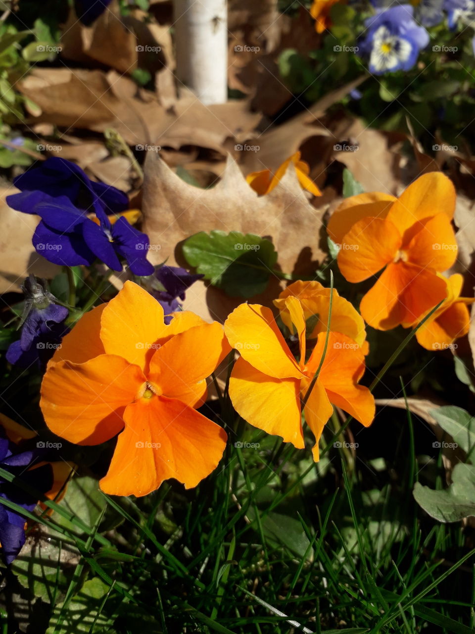 There are beautiful, orange flowers in my school's playground! I miss that day when I took it so much! :)