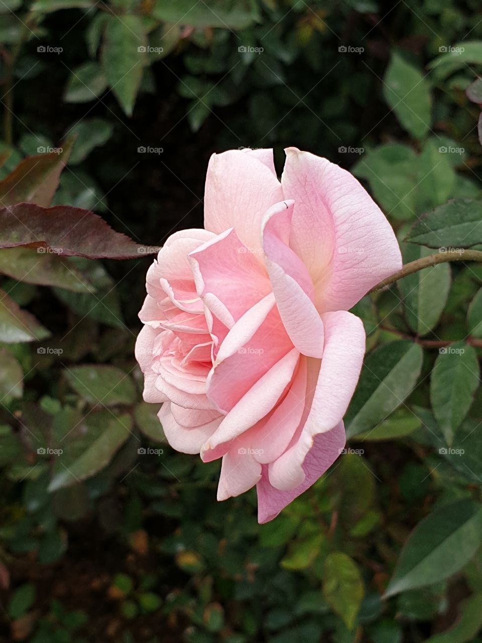 sweet pink rose